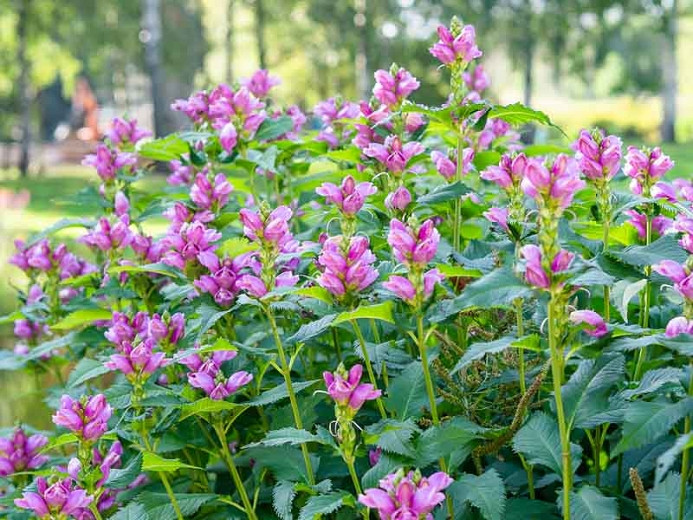 Image of Turtlehead perennials