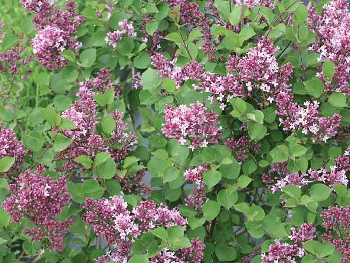 Image of Compact Dwarf Bloomerang Lilac bush with flowers