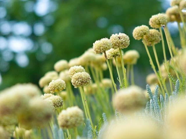 Santolina Chamaecyparissus, Santolina, Lavender Cotton, Gray Santolina, Drought Tolerant plant, Silver Foliage plant