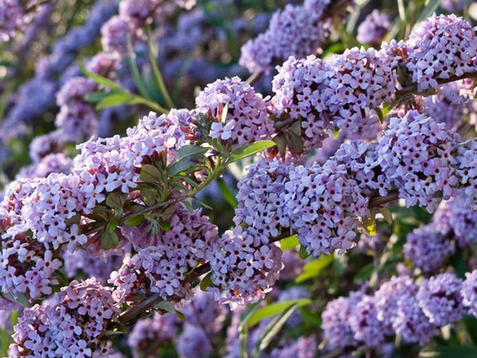 Buddleja alternifolia vermehren