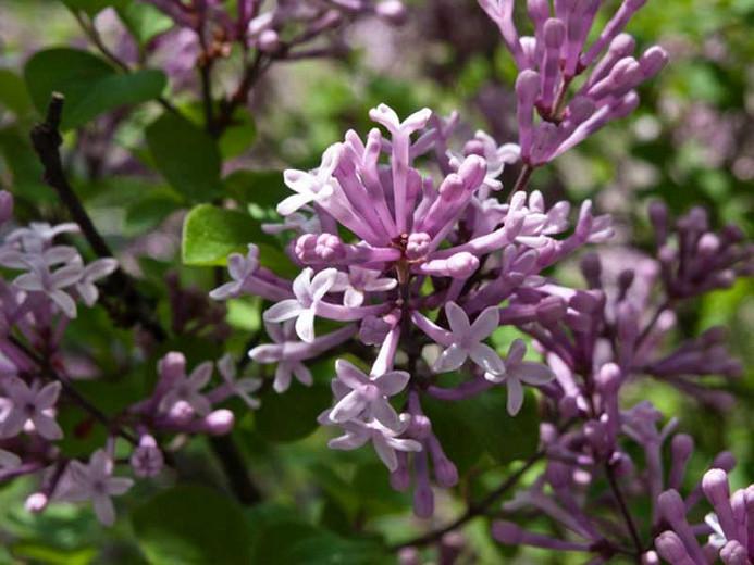 Syringa Meyeri 'Palibin', Lilac 'Palibin', Meyer Lilac 'Palibin', Dwarf Korean Lilac, Pink Lilac, Purple lilac