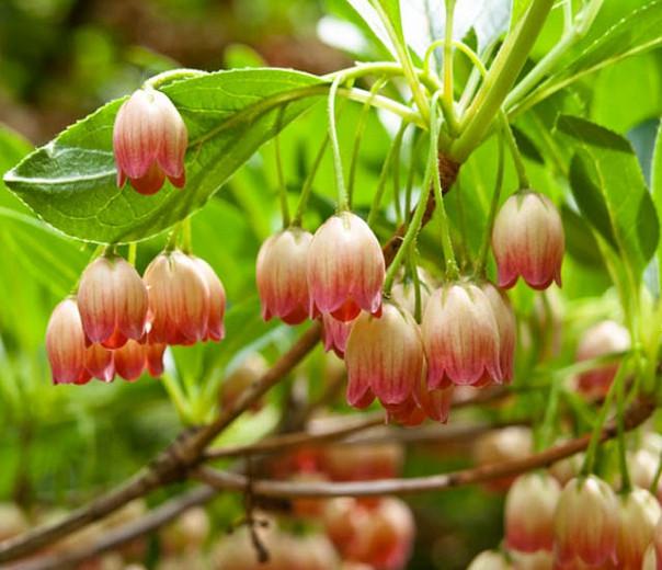 Enkianthus Campanulatus, Redvein Enkianthus, Furin-Tsutsuji, deciduous shrub