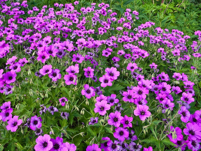 Geranium 'Patricia', Hardy Geranium Patricia, Cranesbill 'Patricia', Geranium Oxanianum x Psilostemon 'Patricia' , Geranium Endressii x Psilostemon 'Patricia', Best geraniums, Best groundcovers, purple geranium, violet geranium