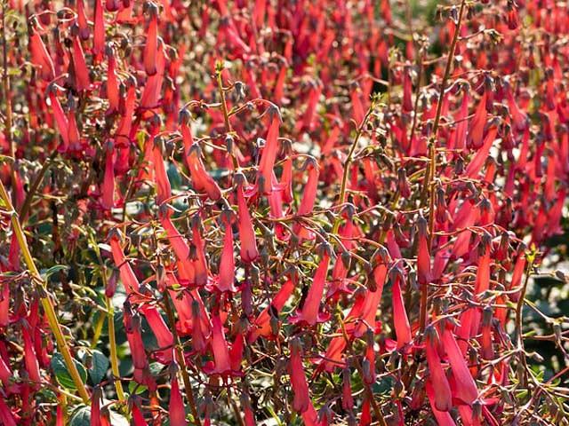 Phygelius, Cape Fuchsia,  Cape Figwort, Summer blooms, Hummingbird plants