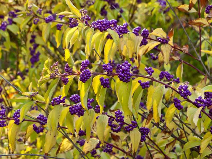 Callicarpa Dichotoma, Purple Beautyberry, Shrub, Purple Berries, Mid-Atlantic Shrub