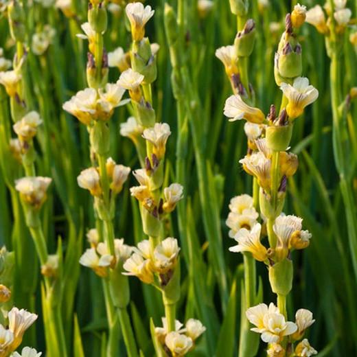 Yellow Mexican Satin Flower SISYRINCHIUM striatum 40 seeds Hardy perennial