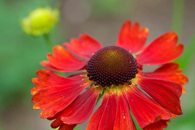 Helenium Moerheim Beauty Sneezeweed