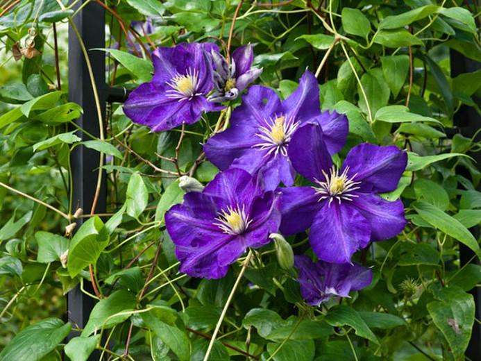 Clematis 'Lady Betty Balfour', Late Large-Flowered Clematis 'Lady Betty Balfour', group 3 clematis, purple clematis, violet clematis, Clematis Vine, Clematis Plant, Flower Vines, Clematis Flower, Clem