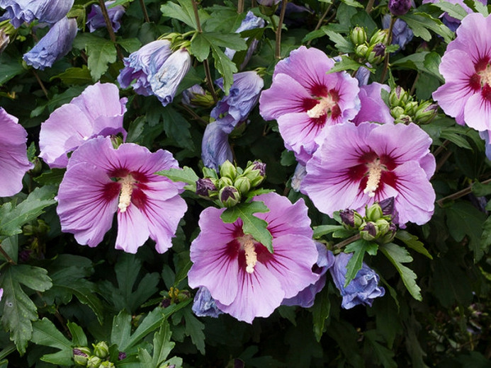 Hibiscus syriacus, Rose of Sharon, Shrub Althea, Flowering Shrub, Pink flowers, Blue flowers, White flowers