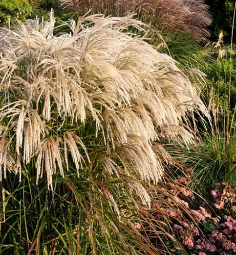 Miscanthus Sinensis 'Kaskade', Maiden Grass 'Kaskade', Eulalia 'Kaskade', Chinese Silver Grass 'Kaskade', Low maintenance grasses, Low maintenance plants