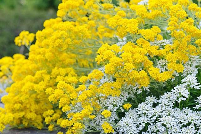 Aurinia Saxatilis Basket Of Gold