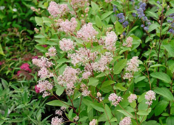 Ceanothus × pallidus 'Marie Simon', California Lilac 'Marie Simon', Pink Flowers, Fragrant Shrubs, Pink California Lilac, Drought tolerant shrubs, 