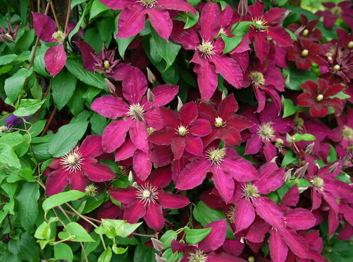 Clematis 'Ernest Markham' (Late LargeFlowered Clematis)