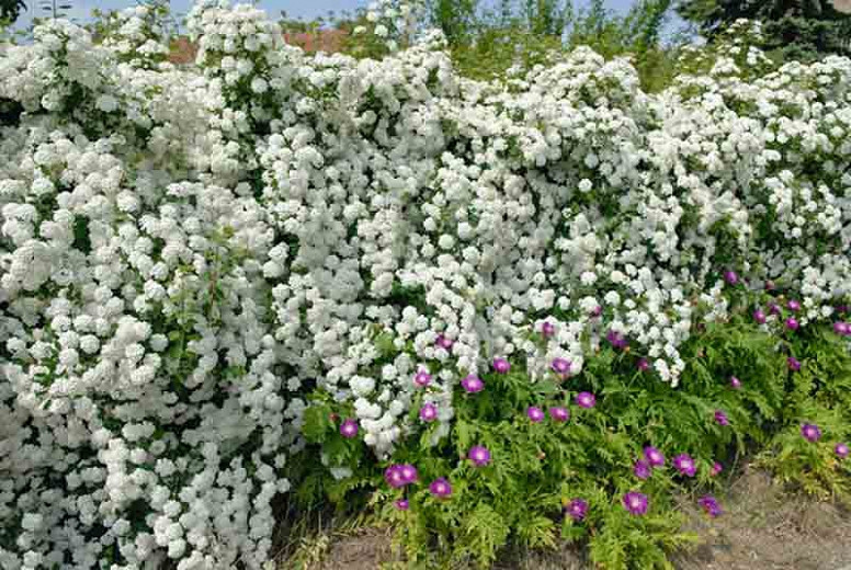 Image of Spiraea vanhouttei (Vanhoutte spirea) shrub