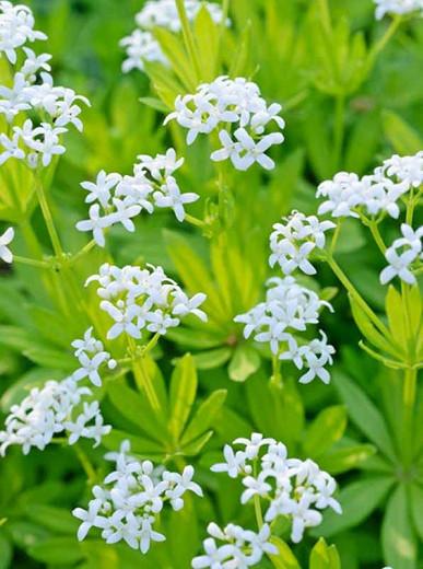 Galium odoratum