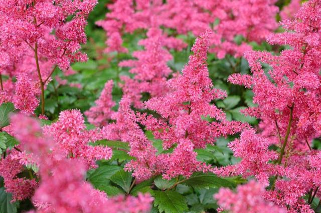 Astilbe Granat Arendsii Hybrid