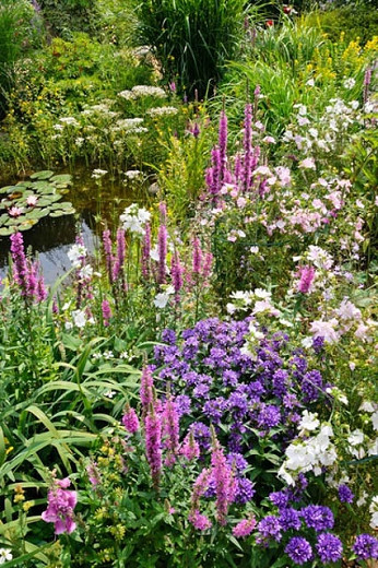 Lythrum Salicaria, Purple Loosetrife, Purple flowers, Pink flowers