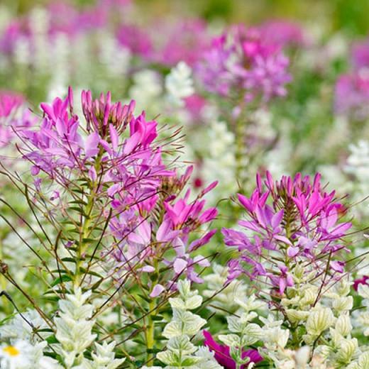 Cleome Hassleriana, Spider Flower, Spider Plant,Pink Queen, Cleome spinosa, Tall Annual Flowers, Tall Flowers, Pink annuals, Pink Flowers, White annuals, White flowers