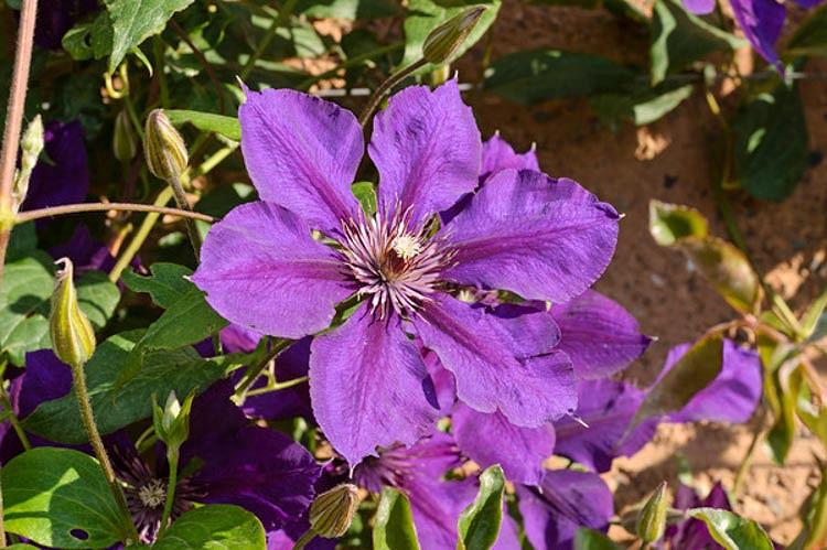 Clematis 'Gipsy Queen', Large-Flowered Clematis 'Gipsy Queen', Clematis 'Gypsy Queen' , group 3 clematis, red clematis, Clematis Vine, Clematis Plant, Flower Vines, Clematis Flower, Clematis Pruning