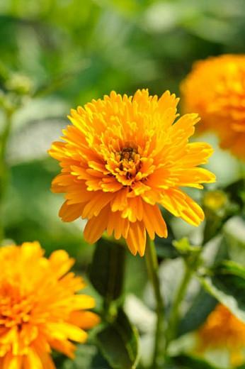 Heliopsis Helianthoides 'Asahi', False Sunflower 'Asahi', Sunflower Heliopsis 'Asahi', Oxeye Sunflower 'Asahi', Heliopsis Asahi