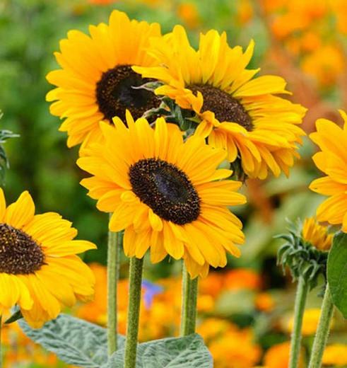 Helianthus annuus, Common Sunflower, Comb Flower, Golden Flower of Peru, St Bartholomew's Star, Yellow Flowers, Yellow Perennials