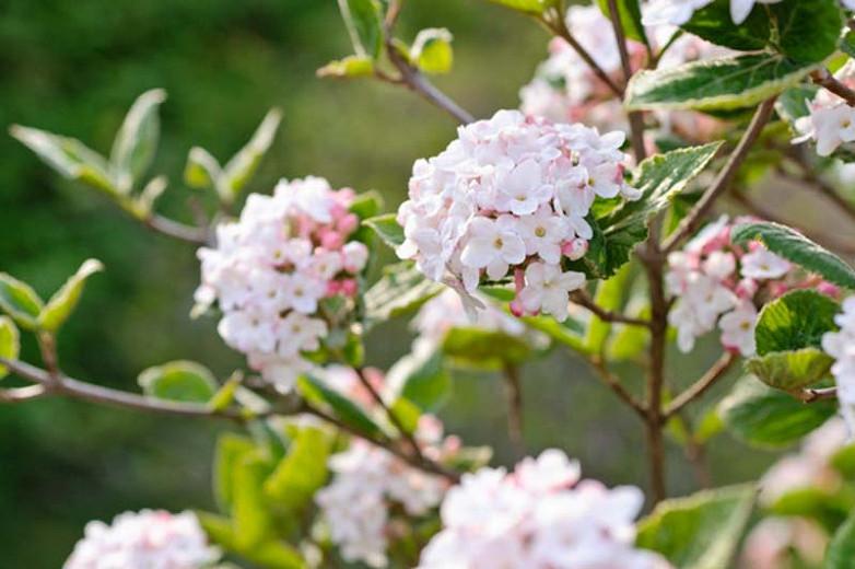 Viburnum pikkelysömörből