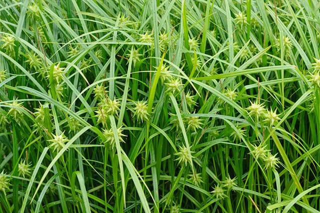 Carex Grayi Mace Sedge