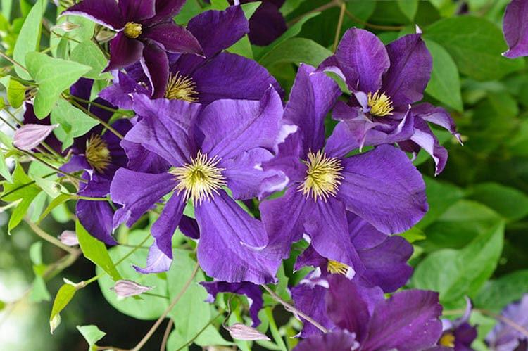 Clematis Viola Late Large Flowered Clematis