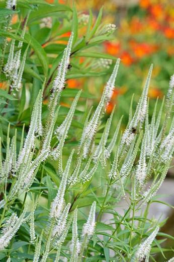 Veronicastrum Virginicum album, Culver's root, Veronicastrum Virginicum alba, wildflower, wild perennial, White perennial