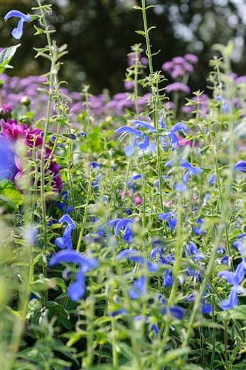 Salvia Patens Gentian Sage Salvia Patens Gentian Sage