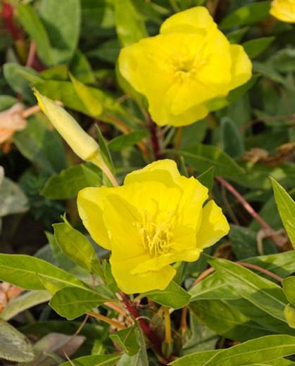 Oenothera Macrocarpa, Ozark Sundrops, Oenothera Missouriensis, Missouri Evening Primrose, Missouri Primrose, yellow flowers, ground covers, grouncover, perennial ground cover