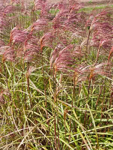 Miscanthus Sinensis 'Zebrinus', Maiden Grass 'Zebrinus', Eulalia 'Zebrinus', Chinese Silver Grass 'Zebrinus', Japanese Silver Grass 'Zebrinus', Zebra Grass, Low maintenance grasses, Low maintenance plants