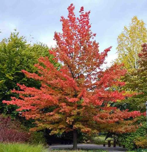 Quercus Palustris Pink Oak