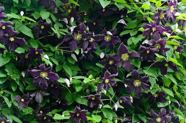 Clematis Romantika Late Large Flowered Clematis