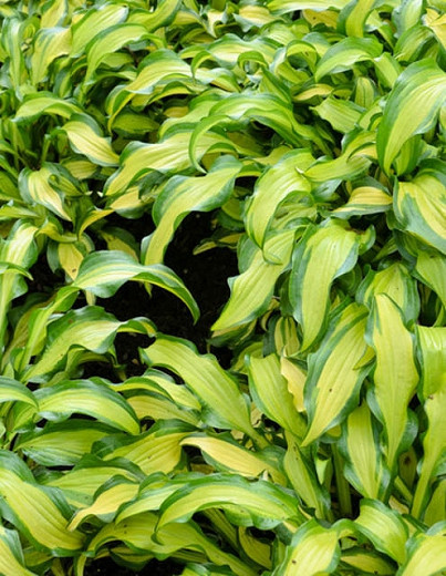 Hosta First Mate, Variegated Plantain lily, Plantain Lily 'First Mate', Shade perennials, Plants for shade