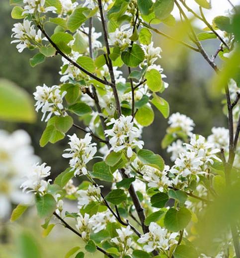Amelanchier Alnifolia ‘Regent’ (Serviceberry), Serviceberry ‘Regent’, Alder-Leaved Serviceberry ‘Regent’, Saskatoon ‘Regent’, Amelanchier ‘Regent’, Shrub, Fall color, Shrub with berries