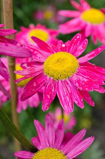 Tanacetum Coccineum, Painted Daisy, Pyrethrum, Chrysanthemum Coccineum, Pyrethrum Coccineum, Pyrethrum Roseum, Chrysanthemum Roseum, Red flowers, Pink Flowers