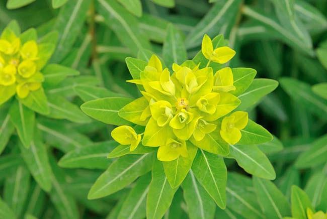 Euphorbia Cornigera,Horned Spurge, Euphorbia wallichii Kohli, Yellow Flowers