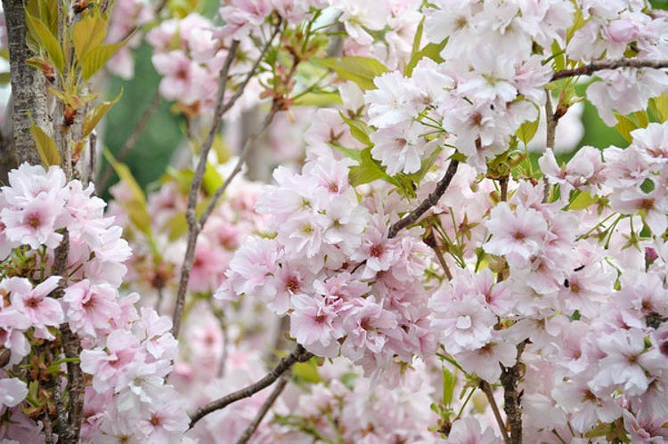 Upright Growing,Prunus Serrulata Japanese Amanogawa Pink Flowering Cherry 4-5ft 