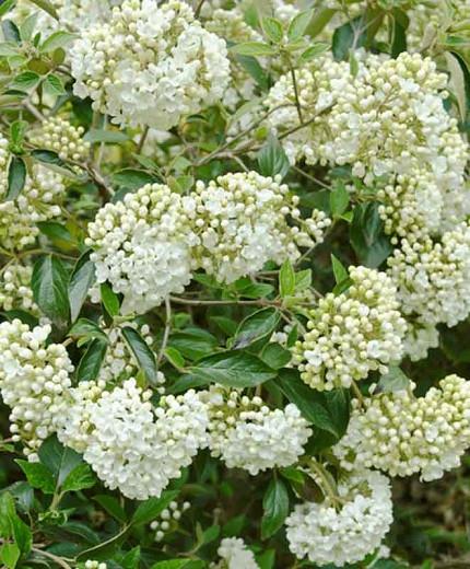 Viburnum Eskimo