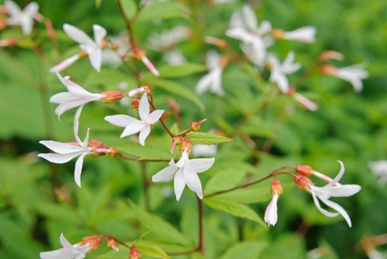 Tre foglio dirtiponili-gillenia trifoliata