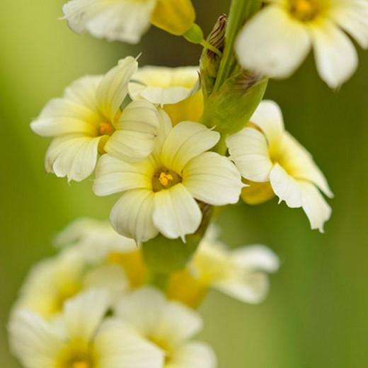 Yellow Mexican Satin Flower SISYRINCHIUM striatum 40 seeds Hardy perennial
