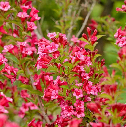 Image of Weigela florida Bristol Ruby shrub