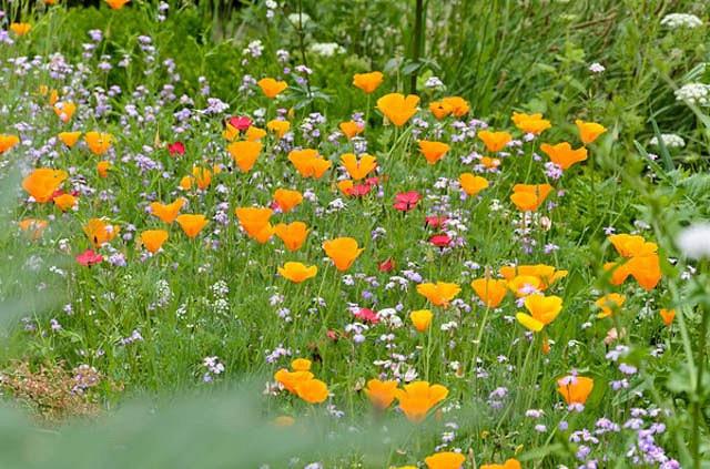 Eschscholzia Californica California Poppy Eschscholzia Californica California Poppy
