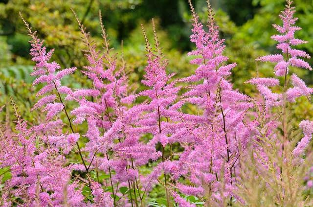 Astilbe Amethyst Arendsii Hybrid