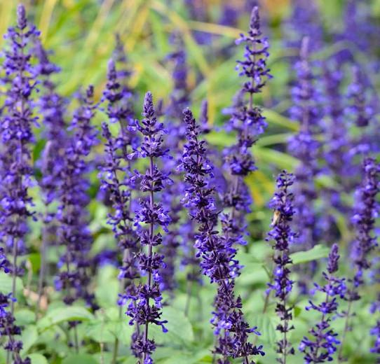Salvia Mystic Spires Blue Sage