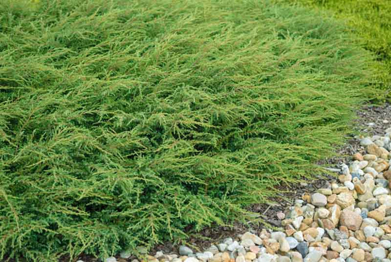 Juniperus communis 'Repanda', Common Juniper 'Repanda', Juniper 'Repanda', Evergreen Shrub, Evergreen Tree