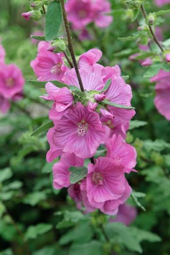 Lavatera × Clementii 'Rosea', Tree Mallow, Tree Mallow Rosea, Lavatera arborea 'Rosea', Lavatera Olbia 'Rosea', Lavatera Thuringiaca 'Rosea', Lavatera 'Rosea', Lavateras, Pink Flowers