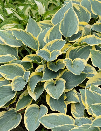 Hosta First Frost, Variegated Plantain lily, Plantain Lily 'First Frost', Shade perennials, Plants for shade