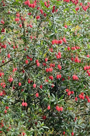 Lantern Tree, Chile Lantern Tree, Tricuspidaria Hookerianum, red flowers, Mediterranean Shrub, evergreen shrub